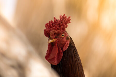 chicken